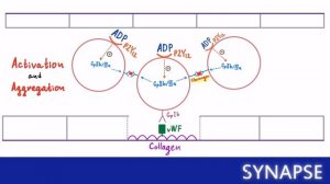 USMLE Step 1 - Первичный гемостаз