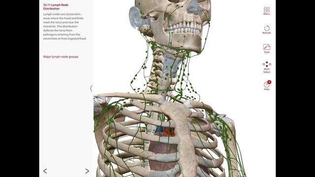Neck Region: Glands and Lymphatics Gross Anatomy Pt.2 #anatomy смотреть онлайн