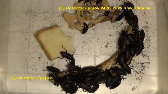 У Вас Уже Живет Домашний Жук Зофобас?? Life of Zophobas (Tenebrionidae) смотреть онлайн