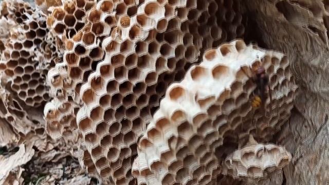 Огромное гнездо шершней на участке | Впечатлительным смотреть аккуратнее смотреть онлайн