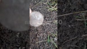 Ванквиш 340. находит монеты.