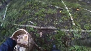 Грибы завалили лес! 40 литров на засолку, когда белых грибов мало! Млечники - прекрасные грибы!