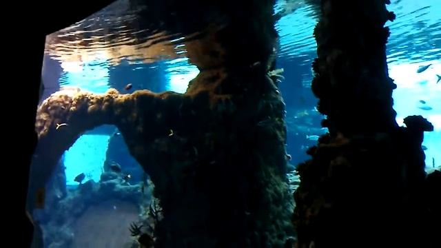 Wroclaw, Zoo, oceonarium( Вроцлав зоо, океанариум, Польша) смотреть онлайн