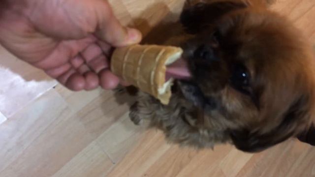 pekinese likes ice cream смотреть онлайн