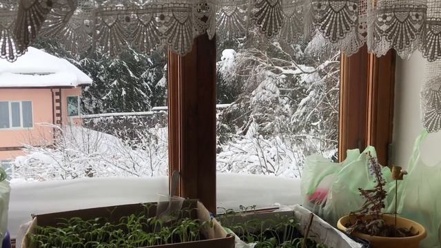 Самые простые и надёжные средства от болезней рассады