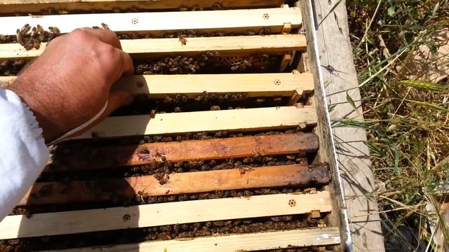 Пчеловодство. мой первый пчелиный рой 6 смотреть онлайн