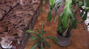 Драцена душистая: размножение, уход, полив. Мой опыт