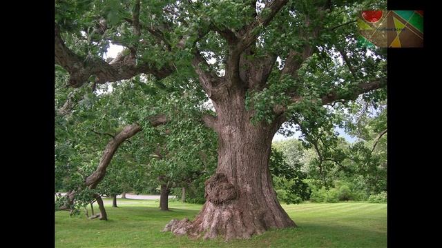 Окружающий мир 2 класс ч.1, Перспектива, с.102-105, тема урока "Невидимые нити в осеннем лесу" смотреть онлайн