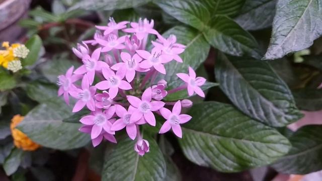 Pentas flower care tips смотреть онлайн