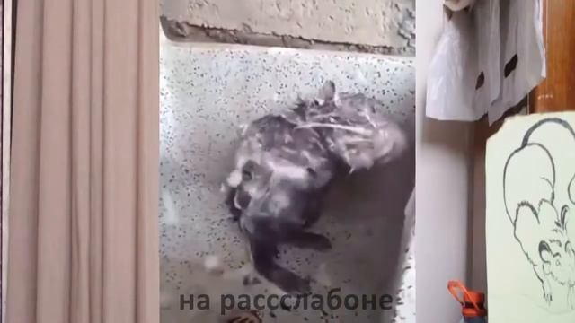 Ипполит в душе. Юмор, приколы, позитив, свежее смотреть онлайн