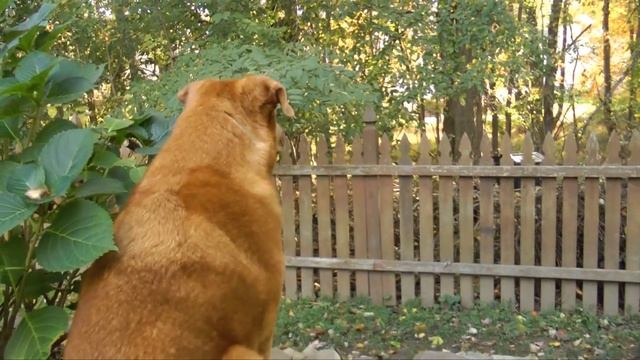 A Man's Best Friend смотреть онлайн