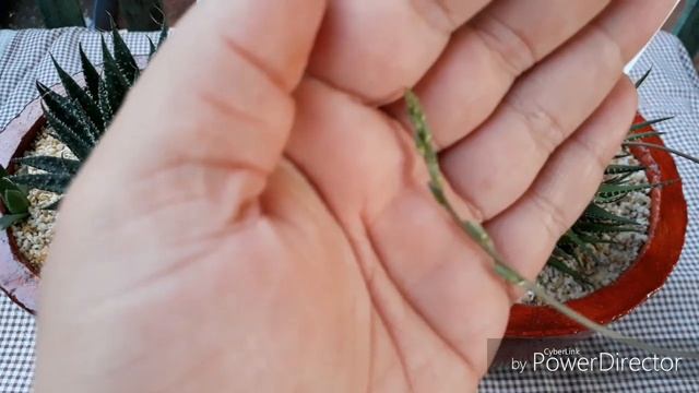 Haworthia attenuata haworthia aristata (haworthiopsis) a pedido de inscritos смотреть онлайн