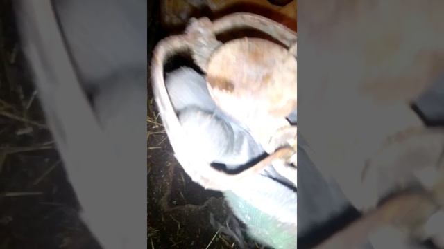 Установка капкана на крыс смотреть онлайн