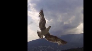 Буревестник, Максим  Горький ,Русская Поэзия ,читает  Павел Беседин