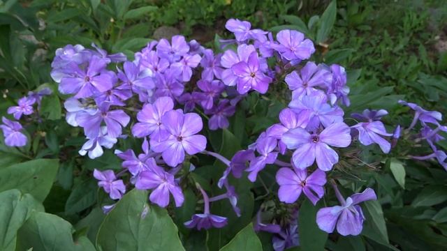 Флокс метельчатый ПЕТР СТОЛЫПИН (Phlox paniculata ‘Pyotr Stolypin’) автор Е.А. Константинова 2007 смотреть онлайн
