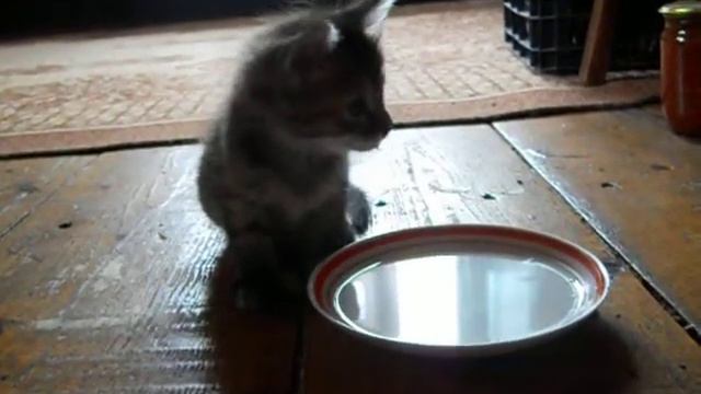 2018 09 18 котята на даче Joined смотреть онлайн