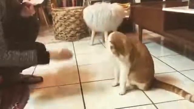 Умный кот выполнил 8 команд за минуту