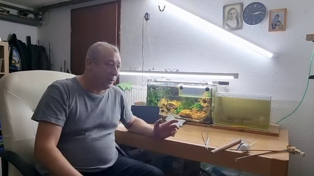 Аквариум Галактика как я развожу