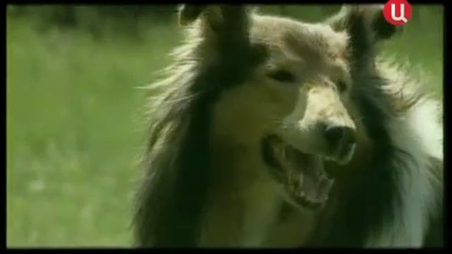 Все породы собак Колли смотреть онлайн