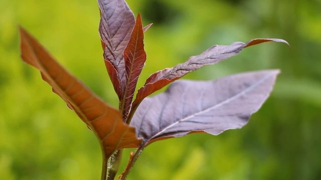 Gartenimpressionen Frühling/Spring| JoBuFilms | Canon 650D/t4i + 18-135mm STM смотреть онлайн