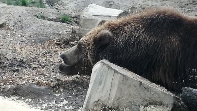 Машка. Дневной сон смотреть онлайн
