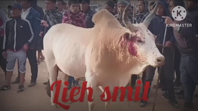 New Release song lieh smit 👑 hit song смотреть онлайн