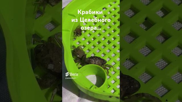 Азовский улов 🦀🦀🦀 Голубицкая 2024 #антонобзорюга смотреть онлайн