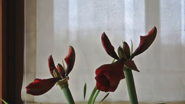 Amarillide смотреть онлайн