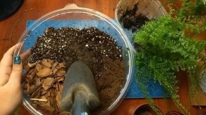 Папоротник нефролепис: делим куст. Грунт для нефролеписа.