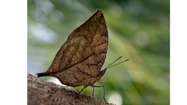 "Мир бабочек" - занятие доп. образования"Эколята"" смотреть онлайн