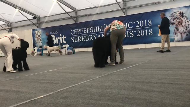 Интернациональная выставка собак "Серебряный Ирбис 2018". День 2. Часть 3 смотреть онлайн