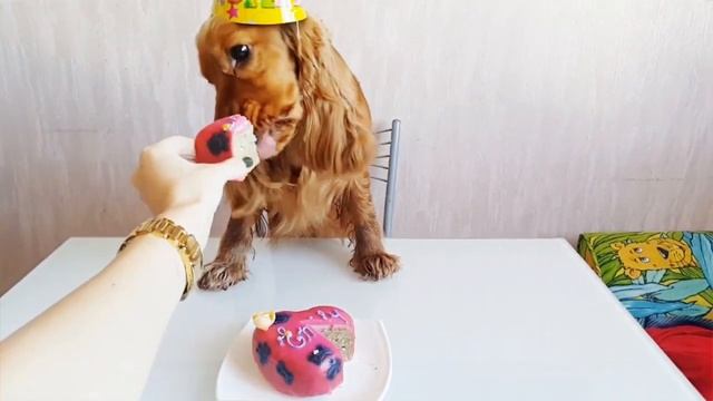 Happy Birthday, Cocker Emily! Английский кокер спаниель. смотреть онлайн