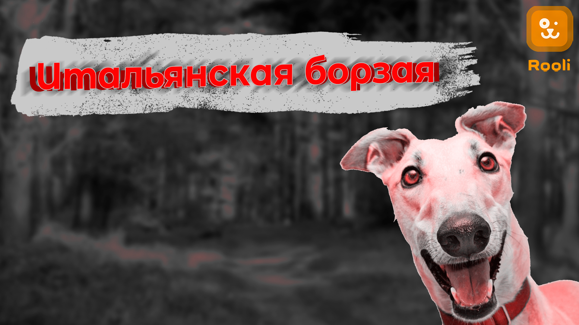Грация и Скорость: Итальянская Борзая в Подробностях смотреть онлайн