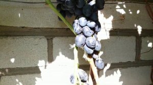 ВИНОГРАД К-Ш ОСЕННИЙ КОРОЛЕВСКИЙ 2020 г.