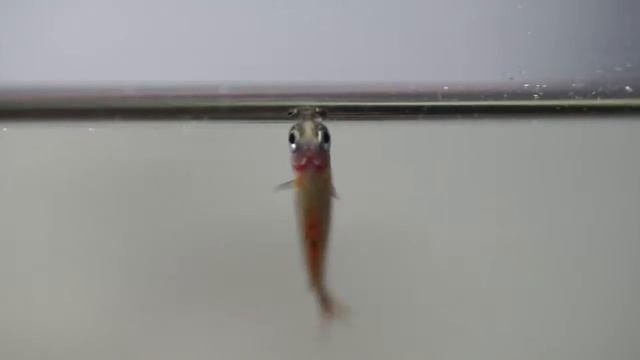 Sick Galaxy Rasbora смотреть онлайн