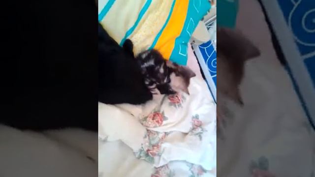 Маленький котик кусает смотреть онлайн