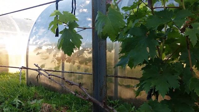 Калининградский виноград. Валёк. смотреть онлайн