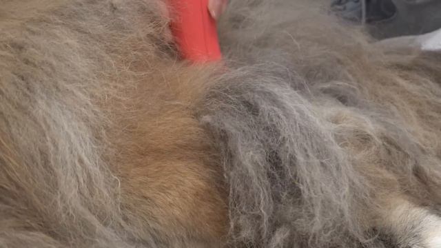 The most intense grooming session | Unhappy Caucasian Ovcharka смотреть онлайн