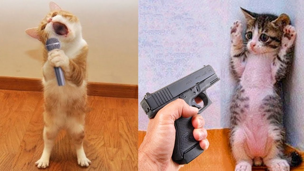 Funniest-animals-planet-best-of-the-2022-funny-dogs-and-cats-videos-6
#cuteanimals #animals