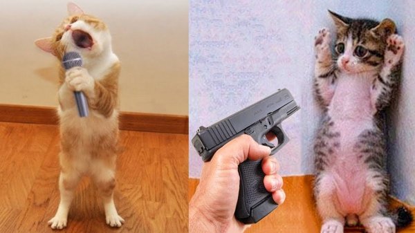 funniest-animals-planet-best-of-the-2022-funny-dogs-and-cats-videos-6
#cuteanimals #animals