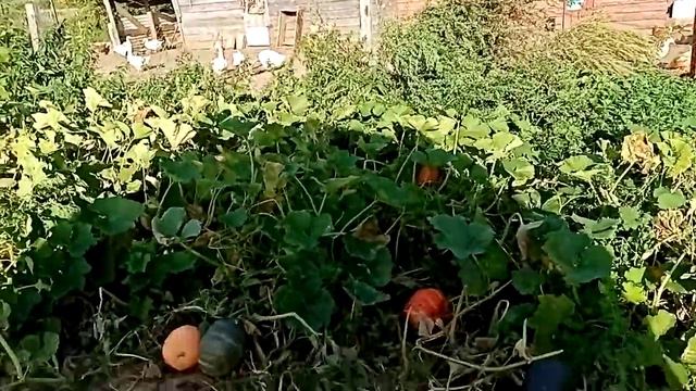Как сдаю молоко. смотреть онлайн