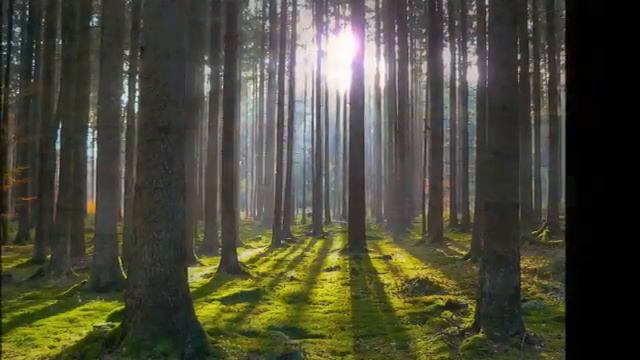 Beethoven - A Melody Of Tears