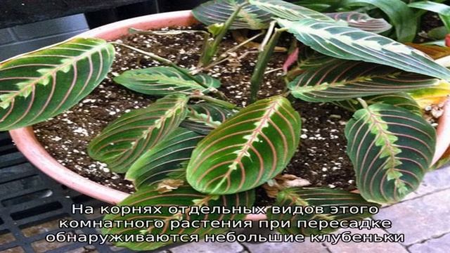 Правила размножения и пересадки маранты дома смотреть онлайн