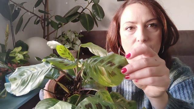 Mi colección de Marantas 🪴 #vlogdeco #plantslover #urbanjungle #maranta #plantas смотреть онлайн