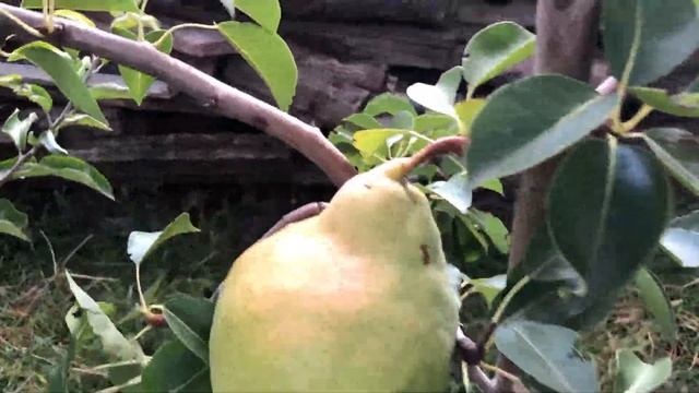 Груша сорт Мадам Балле смотреть онлайн