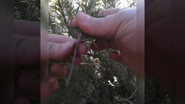 planting Rosemary from clippings смотреть онлайн