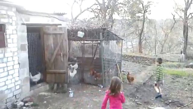 загоняют кур! смотреть онлайн