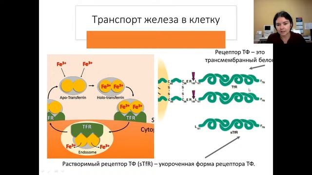 Орд1г  Л6: Лабораторные маркеры анемий. 13.09.21 Ю.И. Жиленкова к.м.н. каф. КЛД СЗГМУ