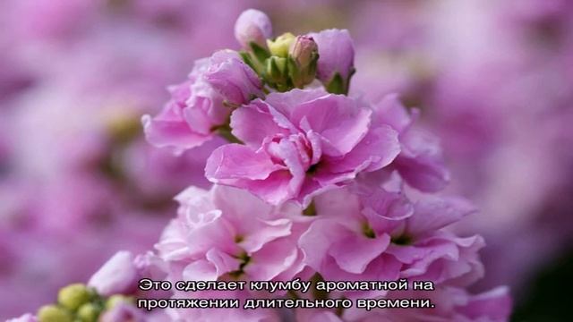 Маттиола: особенности выращивания и использования в экстерьере (21 фото)