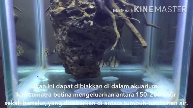 REVIEW IKAN SUMATRA !!! (Puntius Tetrazona)